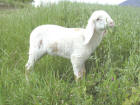 Orazio, la nostra mascotte al pascolo.