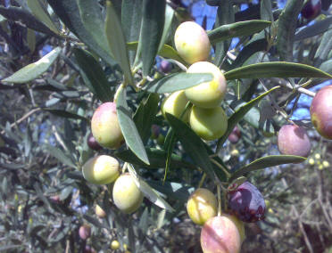 Olive Biologiche