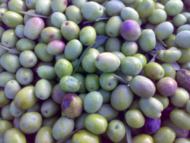 Olive varietà Leccio del Corno