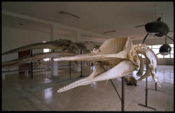 Museo Ittico. Pescara.